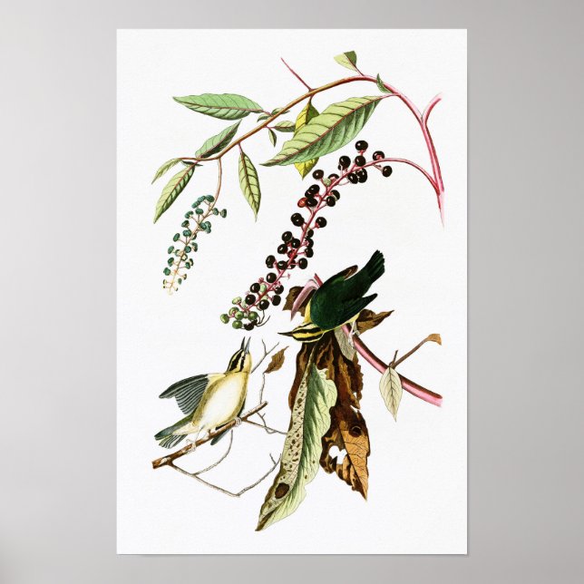 Affiches Paruline John Audubon Oiseaux d'Amérique (Devant)