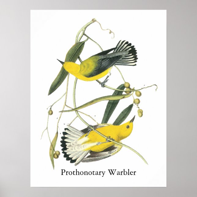 Affiches Paruline protonotaire, John Audubon (Devant)
