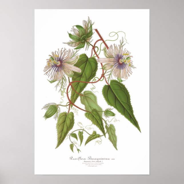 Affiches Passiflora baraquimima (Devant)