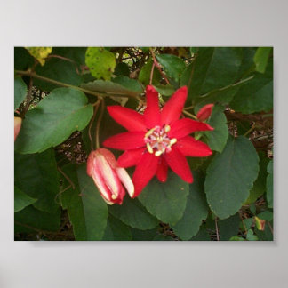 Affiches Passion rouge