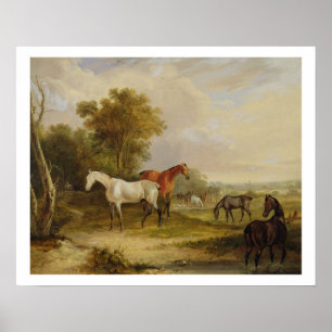 Affiches Pâturage de chevaux : Un étalon gris frôlant avec