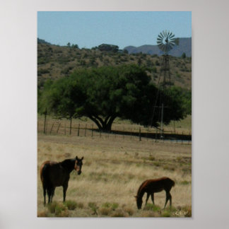 Affiches Pâturage parfait
