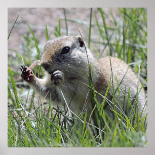 Affiches Pause-déjeuner de chien des Prairies