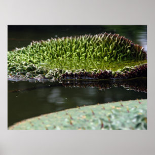 Affiches Pavé de croissance