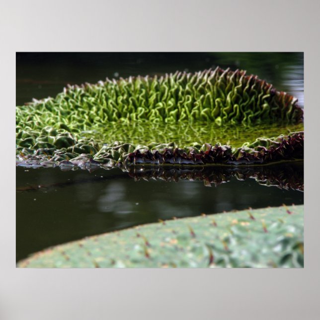 Affiches Pavé de croissance (Devant)