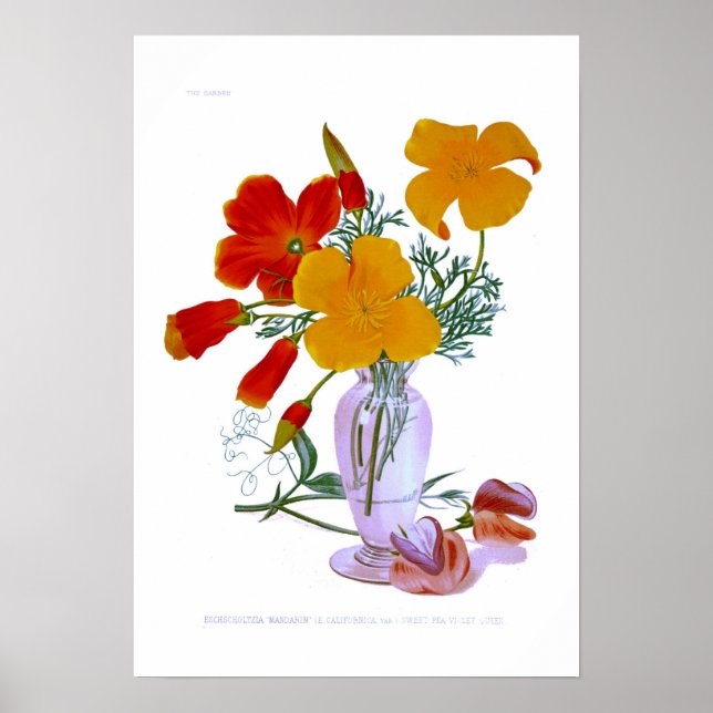 Affiches Pavot de Californie (Eschscolzia californica) (Devant)