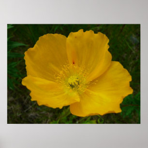 Affiches Pavot jaune fleur d'Alaska Floral