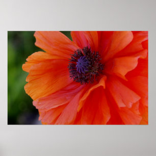 Affiches Pavot orange lumineux