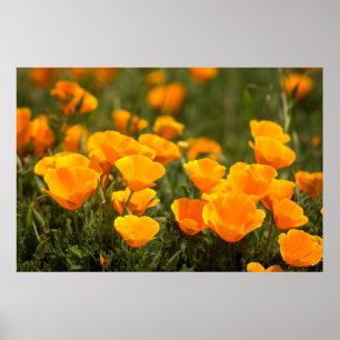 Affiches Pavots de Californie, Parc d'État de Montana de Or