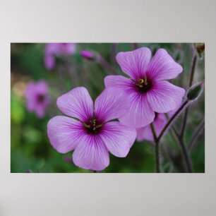 Affiches Pavots pourpres