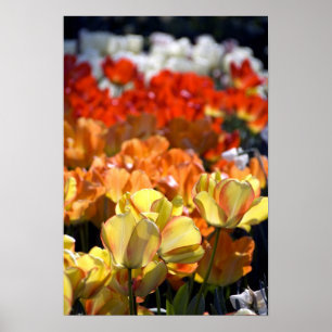 Affiches Pays-Bas aka Hollande), Lisse. Keukenhof