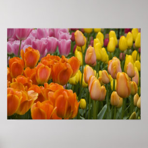 Affiches Pays-Bas aka Hollande), Lisse. Keukenhof 9