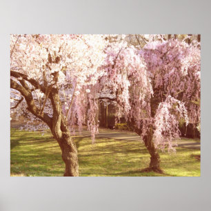 Affiches Paysage de Cherry Blossom