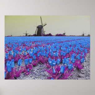 Affiches Paysage de moulins à vent de tulipes bleues de