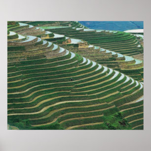 Affiches Paysage de rizières en terrasses dans la montagne,