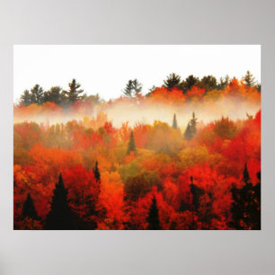 Affiches Paysage de scène d'arbres d'Adirondacks de champ