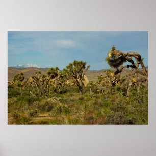 Affiches Paysage désertique du parc national de Joshua Tree