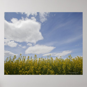 Affiches paysage du champ de canola prêt à la récolte
