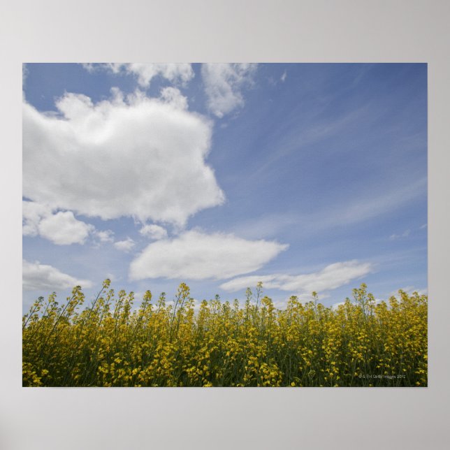 Affiches paysage du champ de canola prêt à la récolte (Devant)