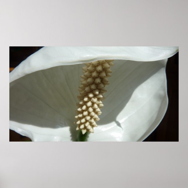 Affiches Peace Lily Élégante Flore Blanche (Devant)