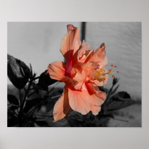 Affiches Peach Double Hibiscus Flower Sélect Color Photo