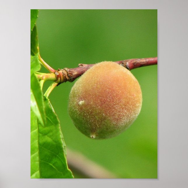 Affiches Peach Fuzz (Devant)