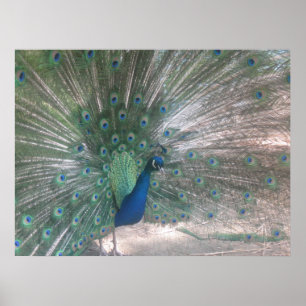 Affiches Peacock