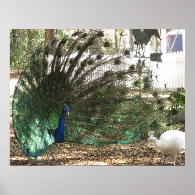 Affiches Peacock Bird Plumd et Albino Peahen Photo (Devant)