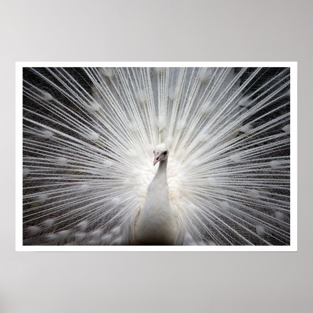 Affiches Peacock blanc avec plumes éteintes (Devant)