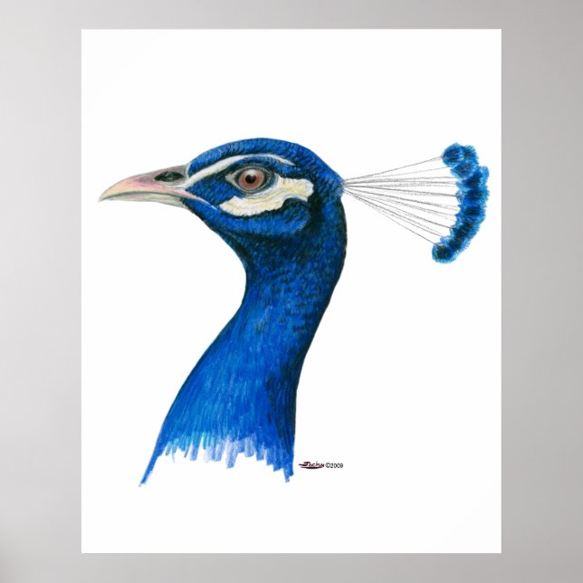 Affiches Peacock : bleu indien (Devant)