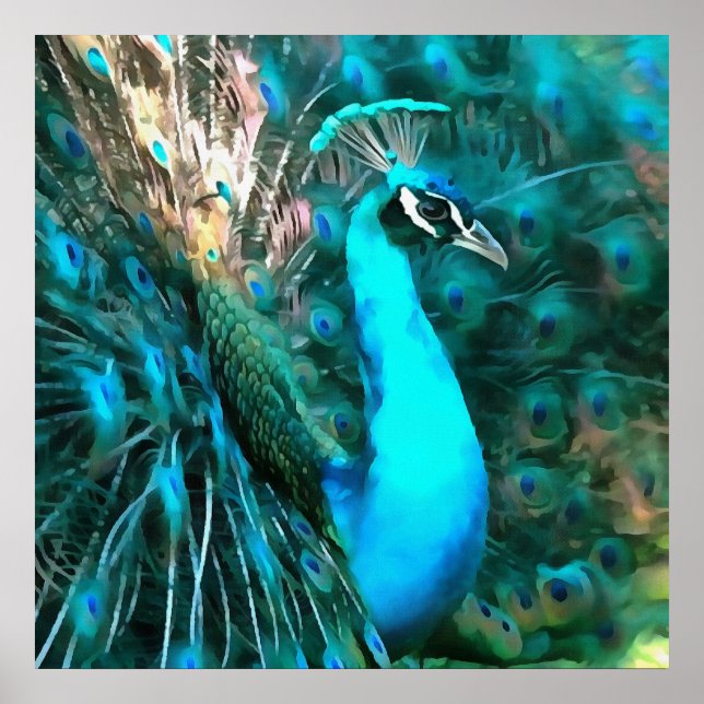 Affiches Peacock Bleu Vibrant Avec Queue Fissée (Devant)