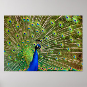 Affiches Peacock coloré