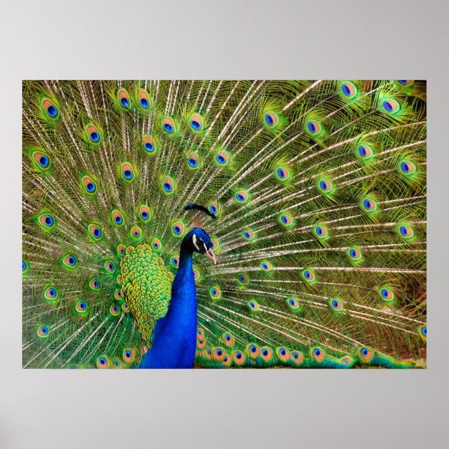 Affiches Peacock coloré (Devant)