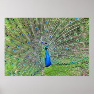 Affiches Peacock démontrant sa queue