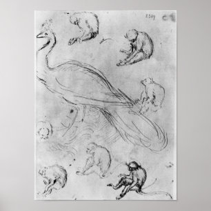 Affiches Peacock et six singes