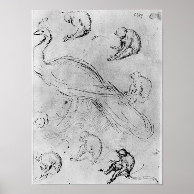 Affiches Peacock et six singes (Devant)