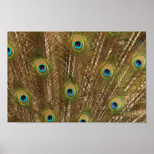 Affiches Peacock feather