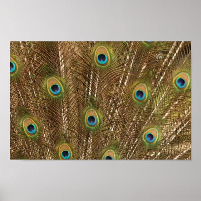 Affiches Peacock feather (Devant)