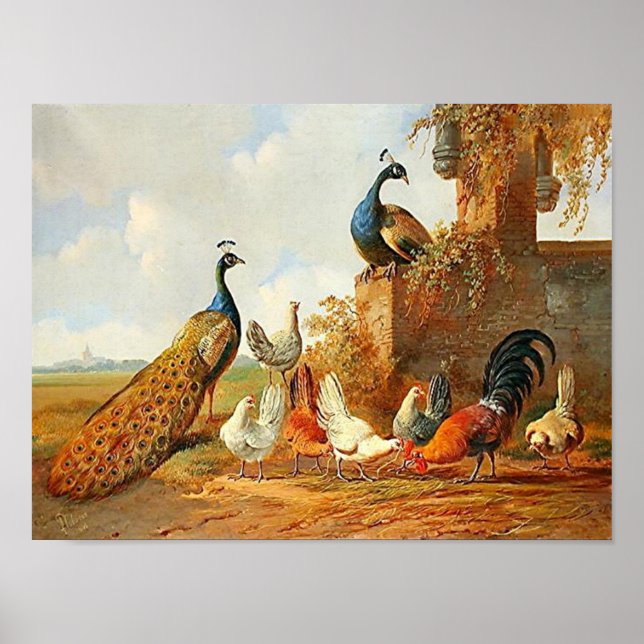 Affiches Peacocks et poulets (Devant)
