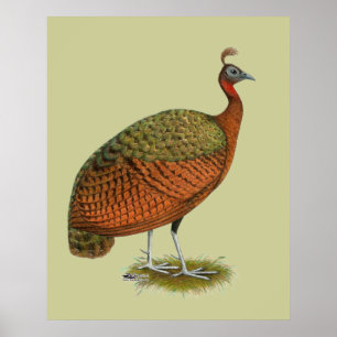 Affiches Peafowl: Congo Peahen