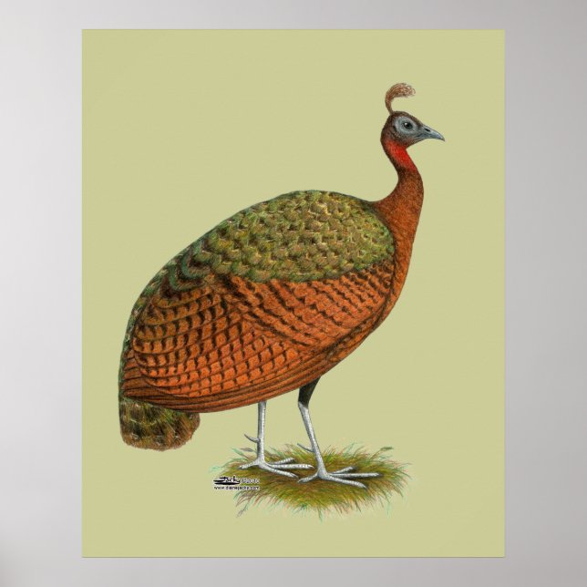 Affiches Peafowl:  Congo Peahen (Devant)