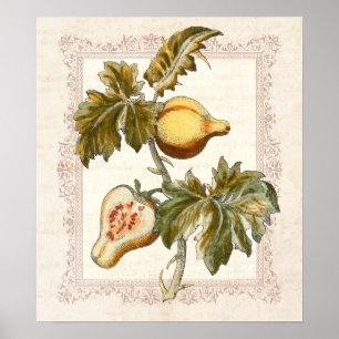 Affiches Pear Fruité Solanum Country Décor Cuisine