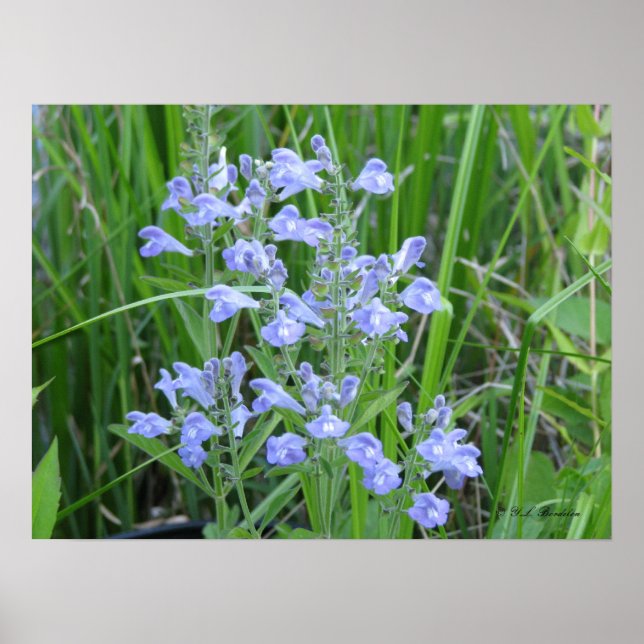 Affiches Peau toux, Scutellaria integrifolia (Devant)