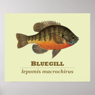 Affiches Pêche à la daurade bleue