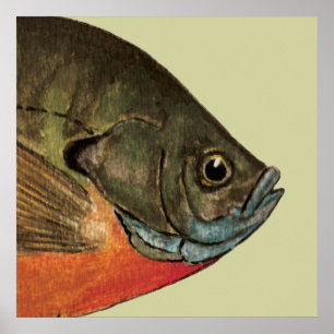 Affiches Pêche à la senne