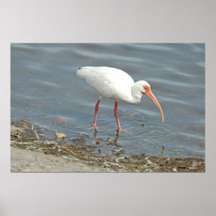 Affiches Pêche au bord de l'autobus blanc (Eudocimus albus)