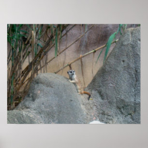 Affiches Peerkat Meerkat