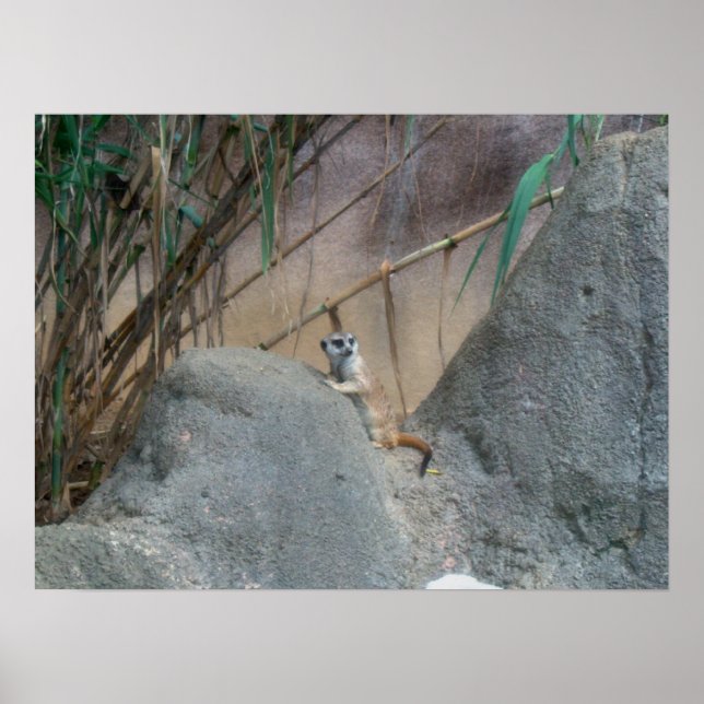 Affiches Peerkat Meerkat (Devant)