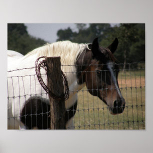 Affiches Peindre Cheval et clôture