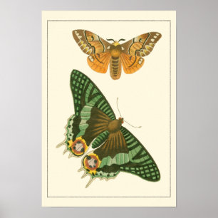 Affiches Peinture à papillon légèrement frontière